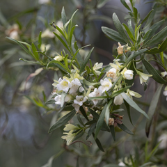 Eremophila mitchellii