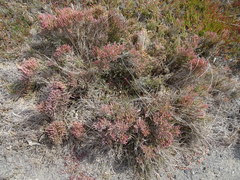 Tecticornia halocnemoides