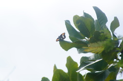 Adelpha phylaca phylaca