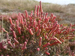 Tecticornia halocnemoides