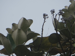 Brachyglottis rotundifolia