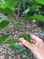 Chionanthus ramiflorus