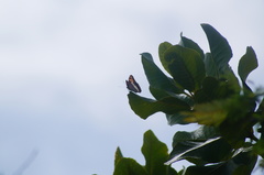 Adelpha phylaca phylaca