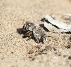 Habropoda miserabilis