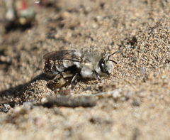 Habropoda miserabilis