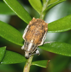 Iptergonus bifurcatus