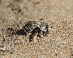 Habropoda miserabilis