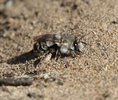 Habropoda miserabilis