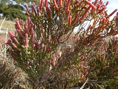 Tecticornia halocnemoides