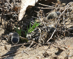 Habropoda miserabilis