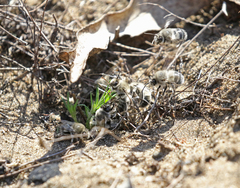 Habropoda miserabilis