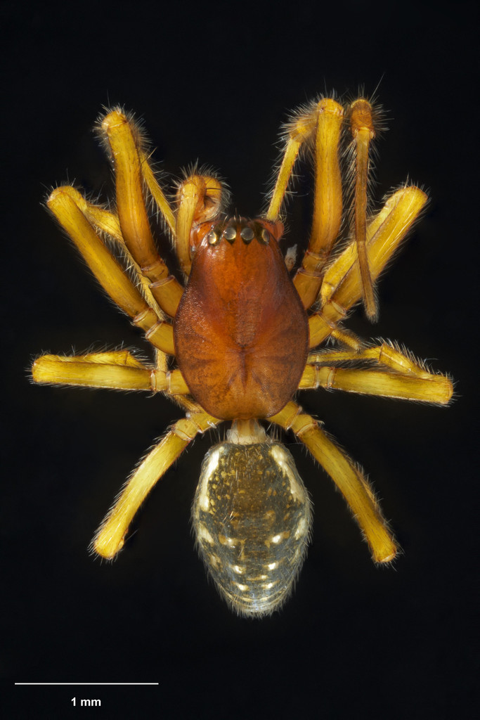 Metamynoglenes