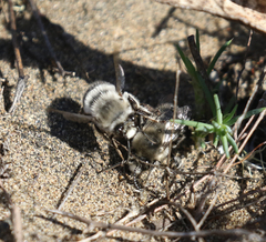Habropoda miserabilis