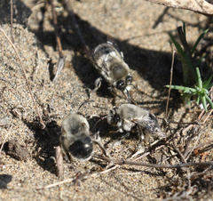 Habropoda miserabilis