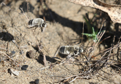 Habropoda miserabilis