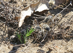 Habropoda miserabilis