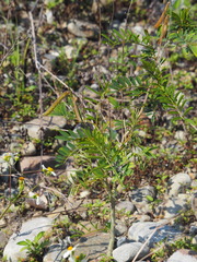 Tephrosia noctiflora