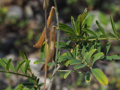 Tephrosia noctiflora