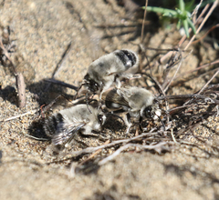 Habropoda miserabilis