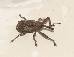 Orthorhinus