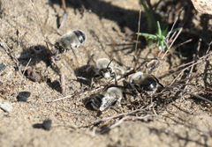 Habropoda miserabilis