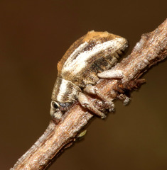 Iptergonus bifurcatus