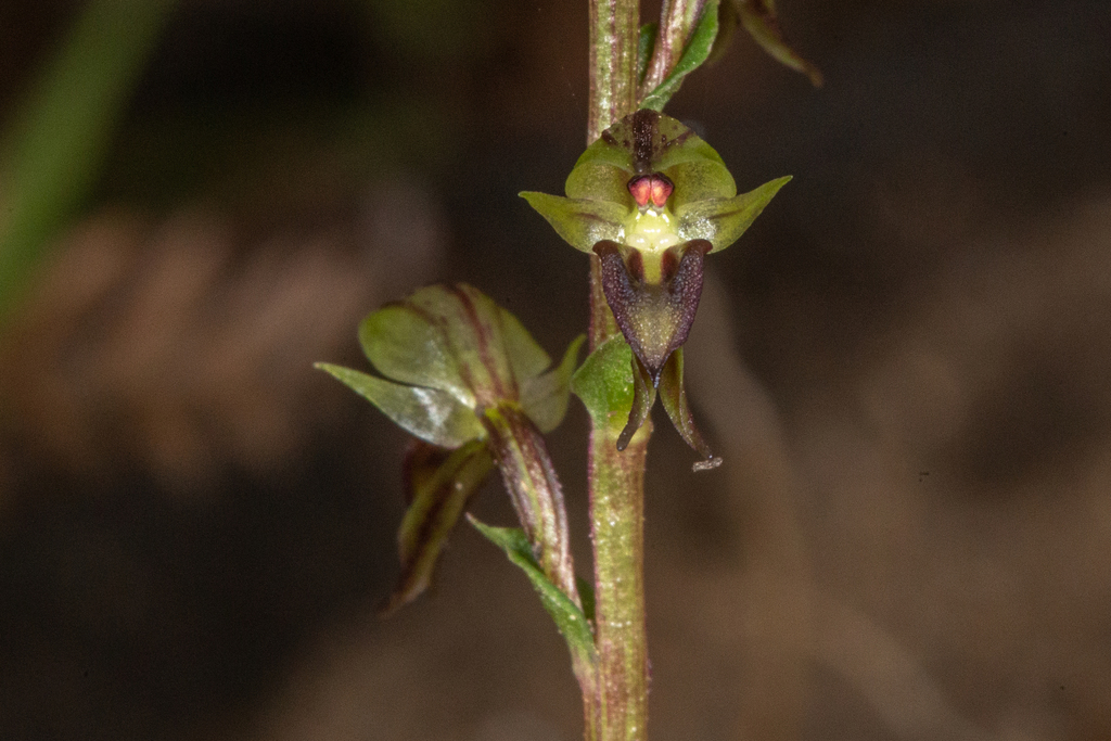 Acianthus cuneatus