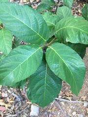 Ficus copiosa