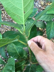 Ficus copiosa