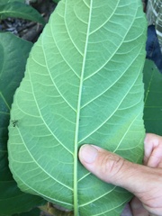 Ficus copiosa