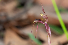 Chiloglottis anaticeps