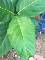 Ficus copiosa