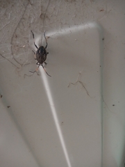 Poecilometis strigatus