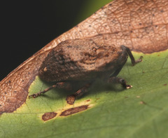 Blepiarda undulata