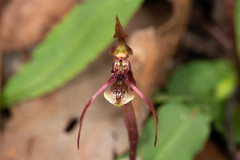 Chiloglottis anaticeps