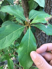 Pittosporum venulosum