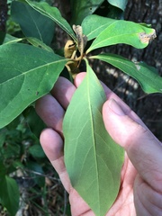 Pittosporum venulosum