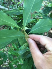 Pittosporum venulosum