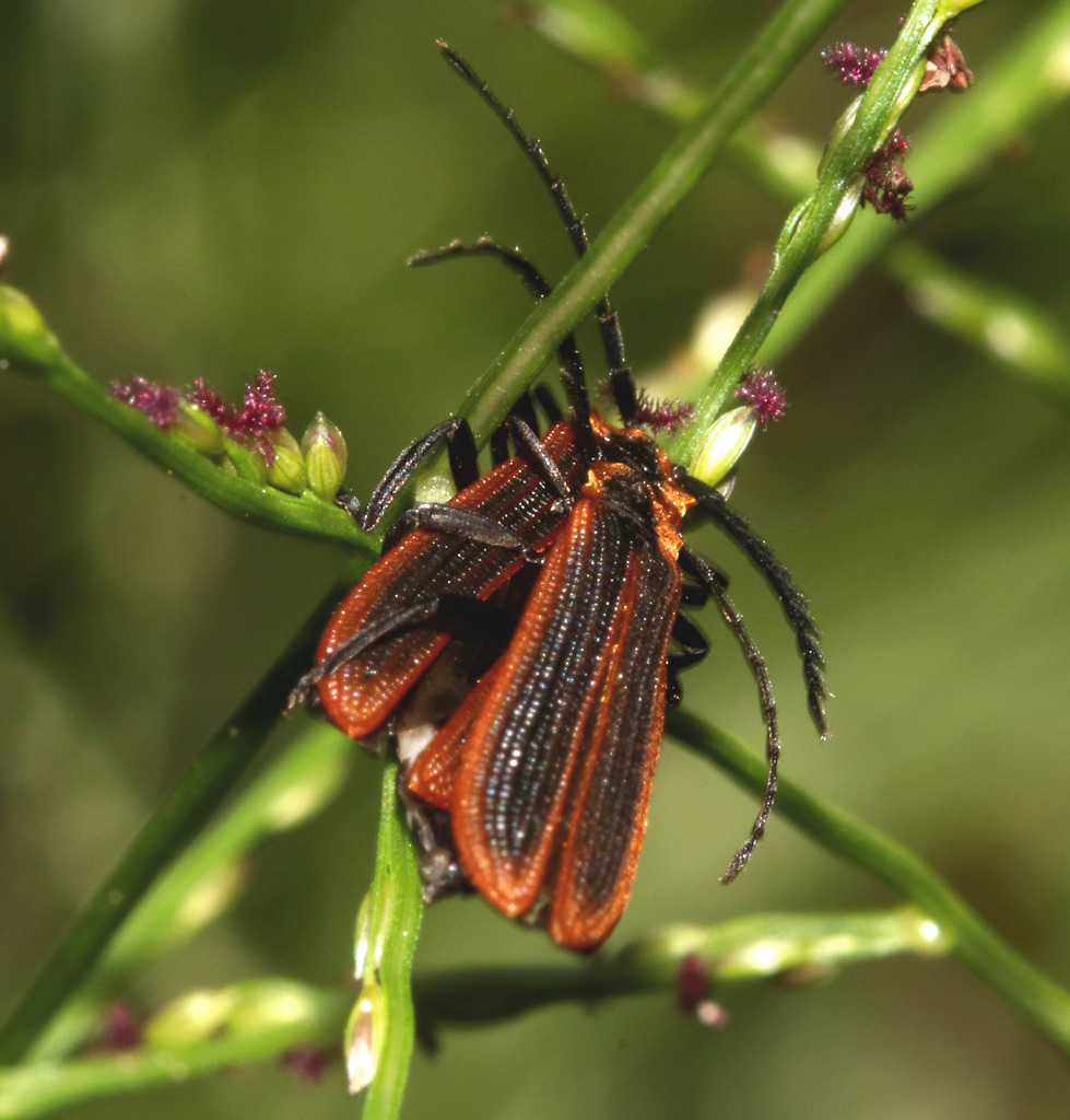 Trichalus ampliatus in April 2017 by juliegraham173 · iNaturalist