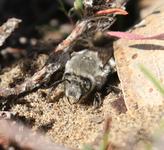 Habropoda miserabilis