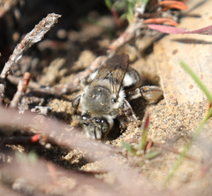 Habropoda miserabilis