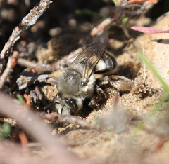 Habropoda miserabilis