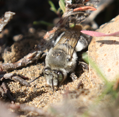 Habropoda miserabilis