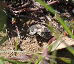 Habropoda miserabilis