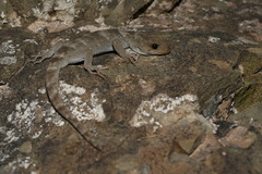 Mokopirirakau kahutarae