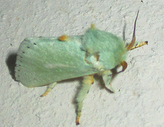 Coenobasis argentilinea
