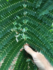 Peltophorum pterocarpum