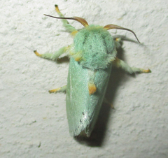 Coenobasis argentilinea