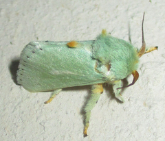 Coenobasis argentilinea