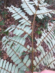 Peltophorum pterocarpum